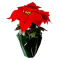 Xmas Poinsettia Pot/Gift Cello 35cm