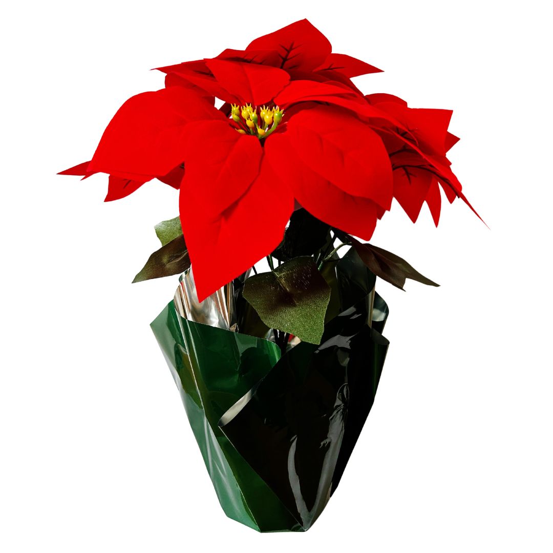 Xmas Poinsettia Pot/Gift Cello 35cm